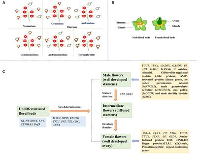 Molecular Mechanisms of the Floral Biology of Jatropha curcas: Opportunities and Challenges as an Energy Crop